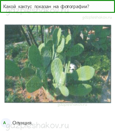 Тесты – Природа (стр. 28) – Комнатные растения – 66 - 0