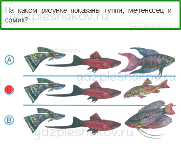 Тесты – Природа (стр. 30) – Животные живого уголка – 69 - 0