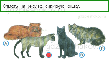 Тесты – Природа (стр. 31) – Про кошек и собак – 73 - 0