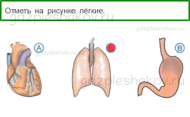 Тесты – Здоровье и безопасность (стр. 49) – Строение тела человека – 123 - 0