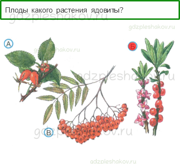 Тесты – Здоровье и безопасность (стр. 55) – Лесные опасности – 141 - 0
