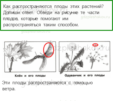 Проверочные работы – Эта удивительная природа (стр. 25) – Вариант 1 – 4 - 0