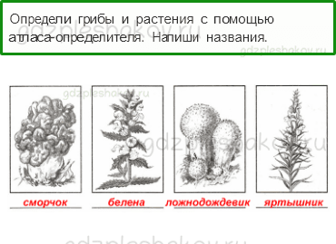 Проверочные работы – Эта удивительная природа (стр. 27) – Вариант 2 – 5 - 0