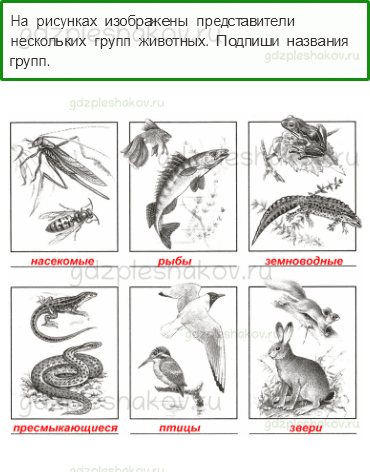 Проверочные работы – Эта удивительная природа (стр. 29) – Вариант 3 – 3 - 0