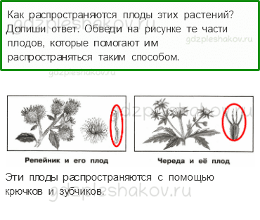 Проверочные работы – Эта удивительная природа (стр. 32) – Вариант 4 – 3 - 0