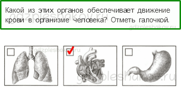 Проверочные работы – Мы и наше здоровье (стр. 40) – Вариант 3 – 1 - 0