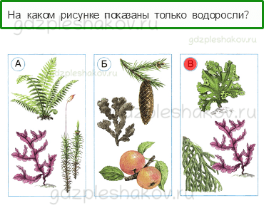 Тесты – Эта удивительная природа (стр. 20) – Разнообразие растений – 62 - 0