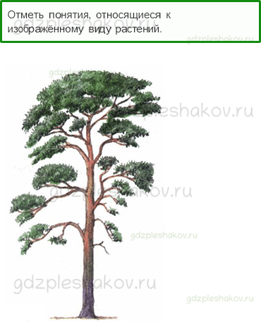 Тесты – Эта удивительная природа (стр. 21) – Разнообразие растений – 64 - 0