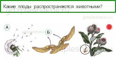 Тесты – Эта удивительная природа (стр. 24) – Размножение и развитие растений – 74 - 0