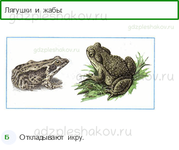 Тесты – Эта удивительная природа (стр. 29) – Размножение и развитие животных – 92 - 0