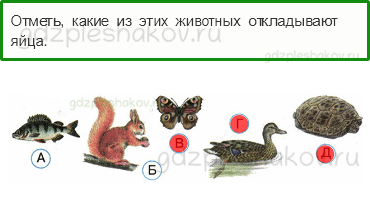 Тесты – Эта удивительная природа (стр. 30) – Размножение и развитие животных – 93 - 0