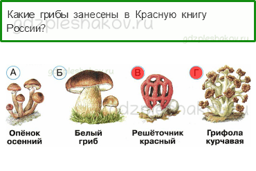 Тесты – Эта удивительная природа (стр. 32) – В царстве грибов – 103 - 0