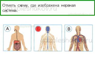 Тесты – Мы и наше здоровье (стр. 36) – Организм человека – 115 - 0