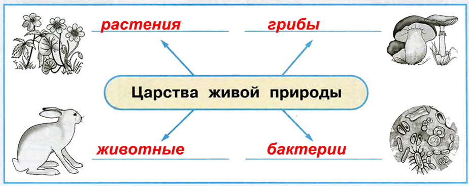 Человек презентация 3 класс плешаков школа россии презентация