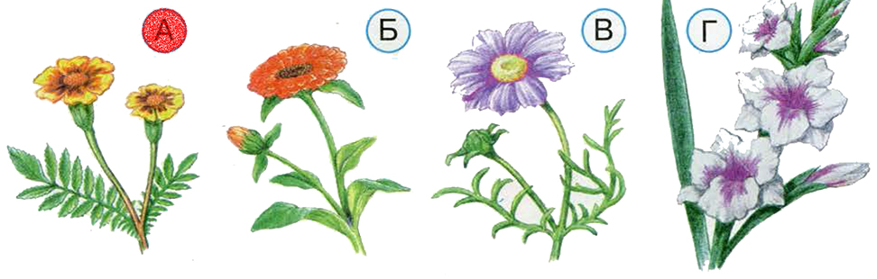 Окружающий мир 1 класс клумба. Цветы которые растут на клумбе окружающий мир 1 класс. Что растёт на клумбе 1 класс рисунок. Что растёт на клумбе 1 класс нарисовать. Какие цветы растут на клумбе окружающий мир 1 класс ответы.