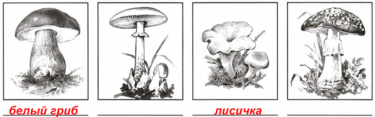 Контрольная работа по биологии 5 класс тема грибы. Грибы биология 7 класс. Контрольная работа по грибам 2 класс. Строение гриба 5 класс по биологии. Тест по окружающему миру 2 класс грибы.